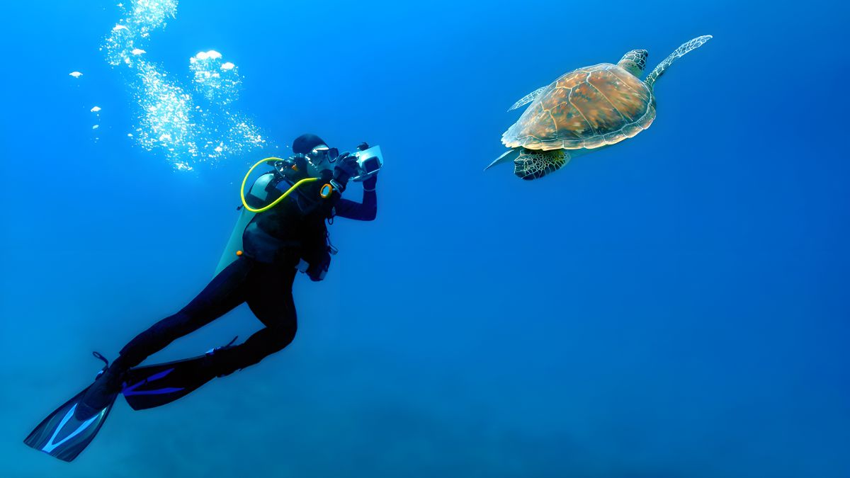 Zanzibar’s Sea Turtles