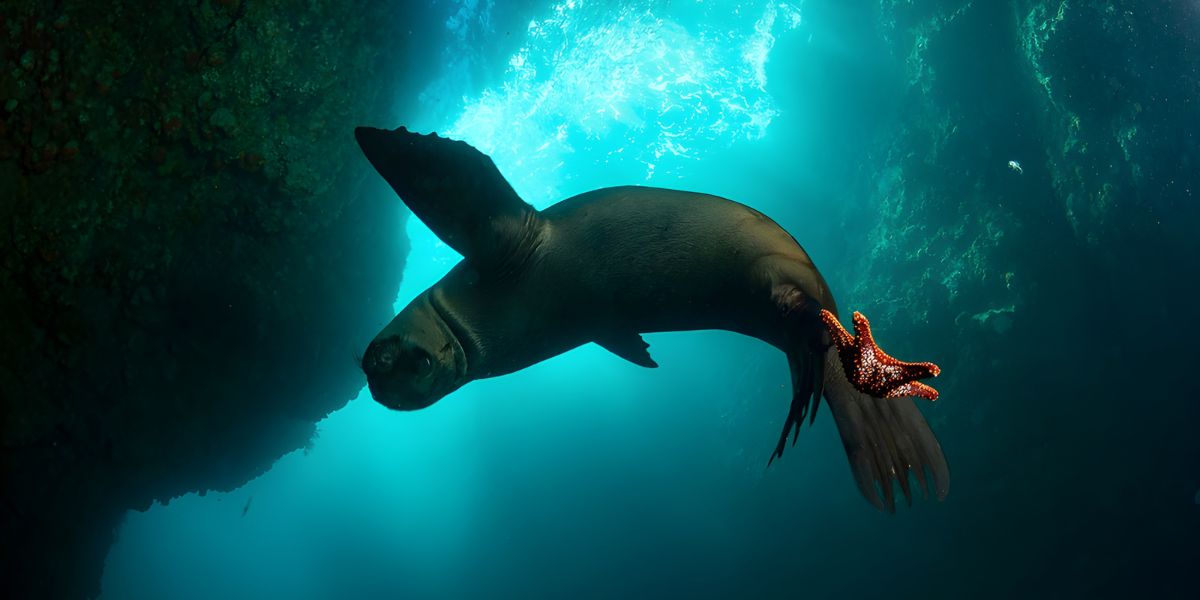 Marine Life, La Paz, Mexico