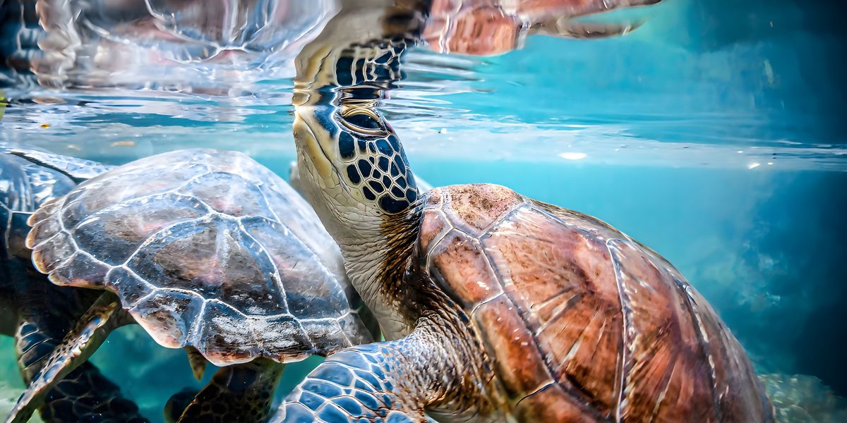 Zanzibar’s Sea Turtles going up for air