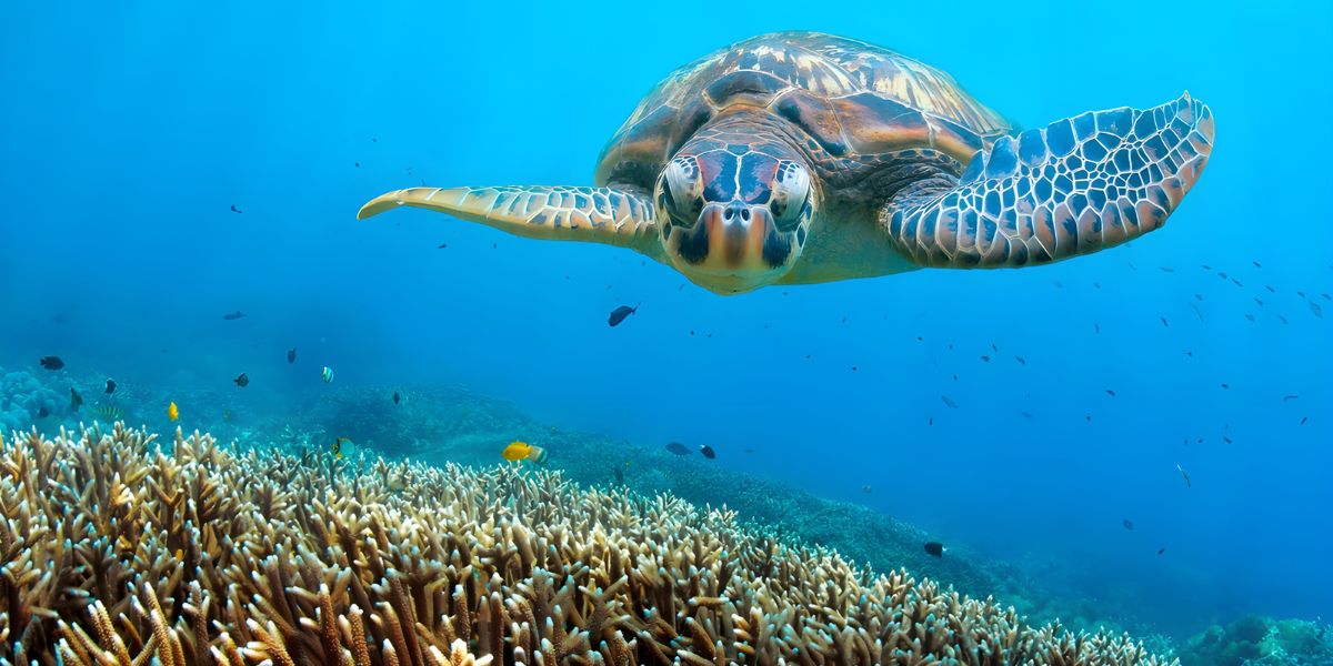 Zanzibar’s Sea Turtles swimming above corals