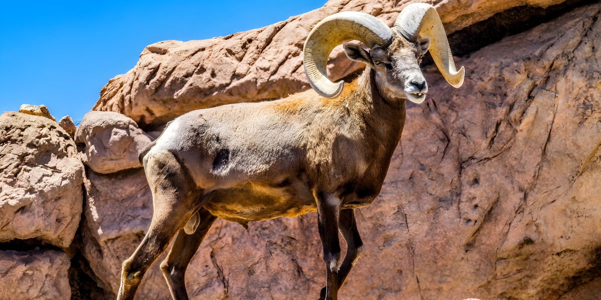 Desert Bighorn Sheep in Arizona-Sonora Desert Museum