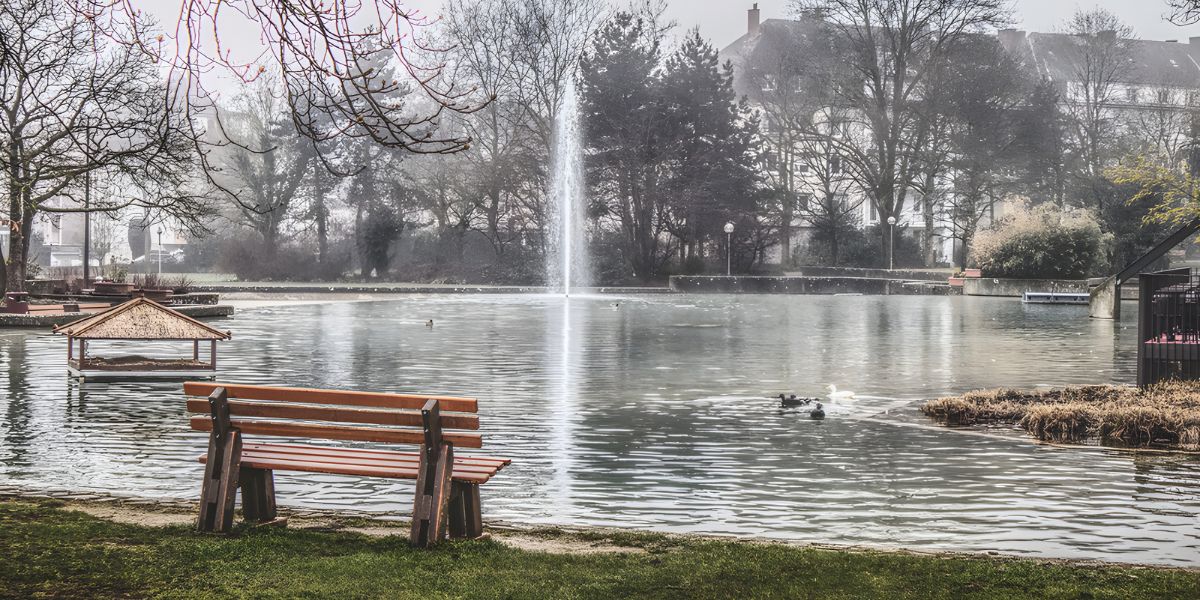 ducks swimming in Parc de Merl