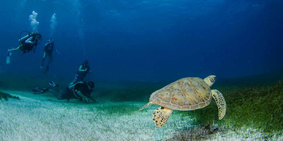 Sea Turtles in Akumal Bay, Tulum, Mexico