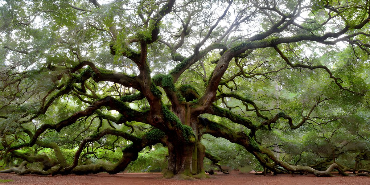 Angel Oak Tree Charleston, SC