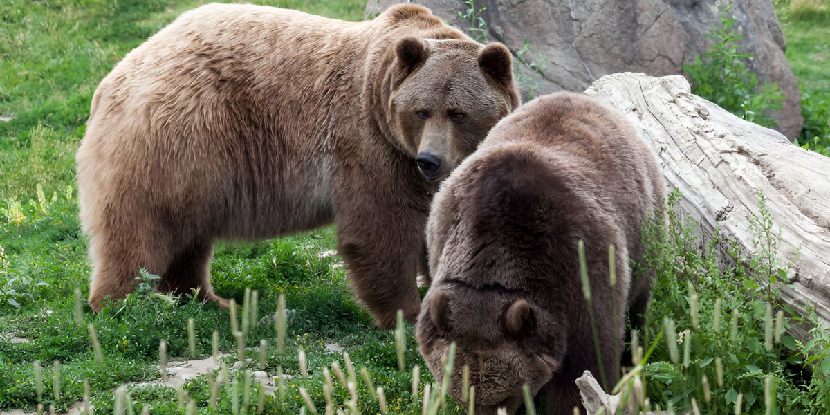 Grizzlies in Bozeman, MT